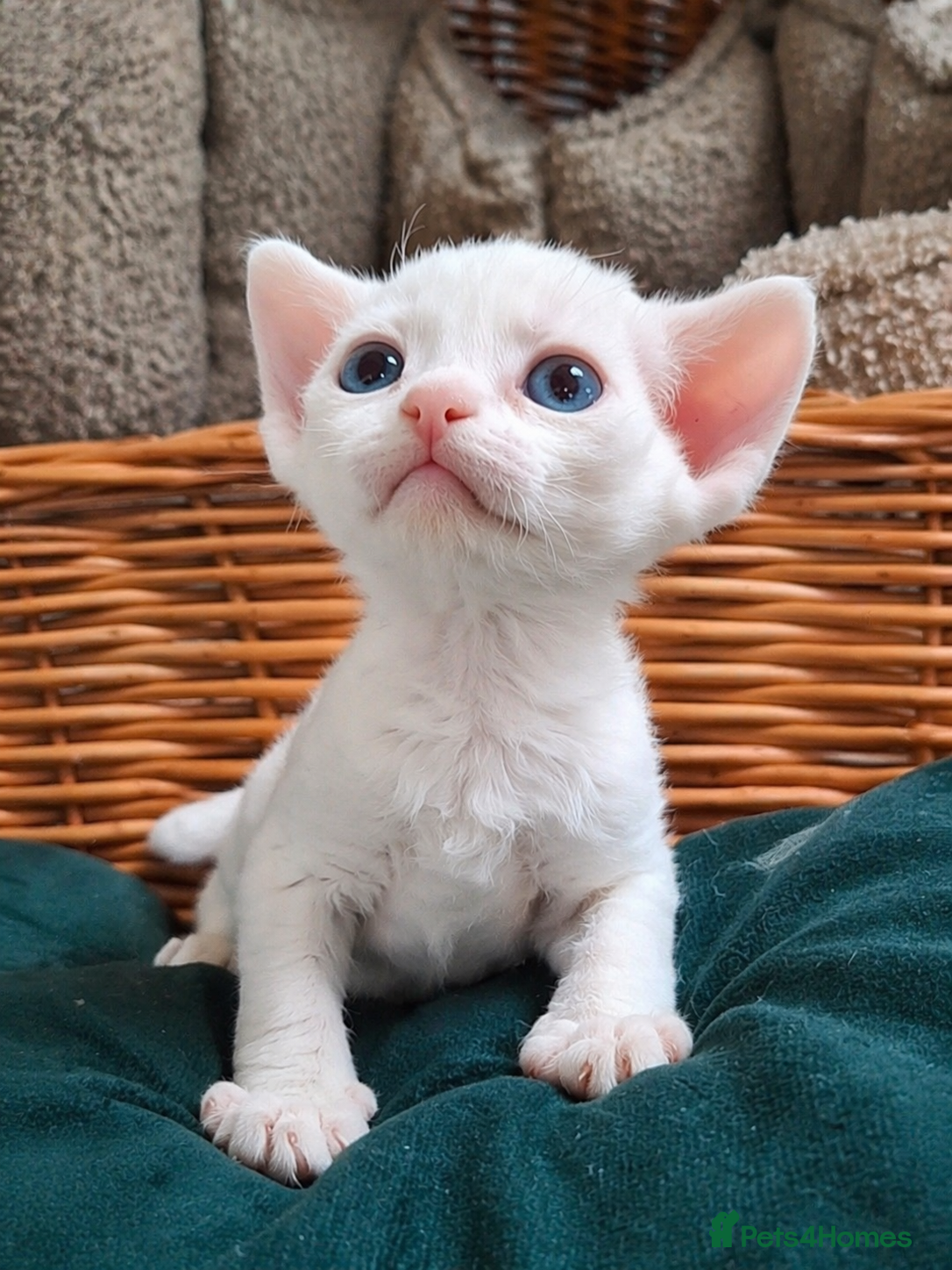 Devon Rex cats Beautiful Devon rex - Advert 1