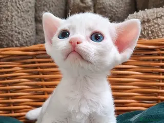 Devon Rex cats Beautiful Devon rex - Advert 1