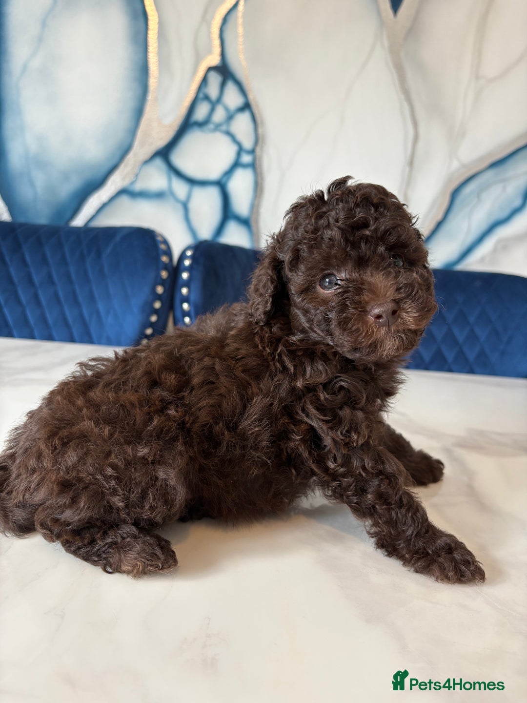 Toy Poodle dogs for sale: 1 Male & 1 Female Toy Poodle - Image 4