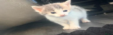 Calico 2