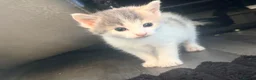 Mixed Breed cats for sale: 5 mixed colour kittens for sale - Advert 19
