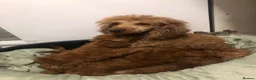 Mixed Breed dogs for sale: 🐕🐾Adventures of our loving poodles 🐾🐕 - Advert 2