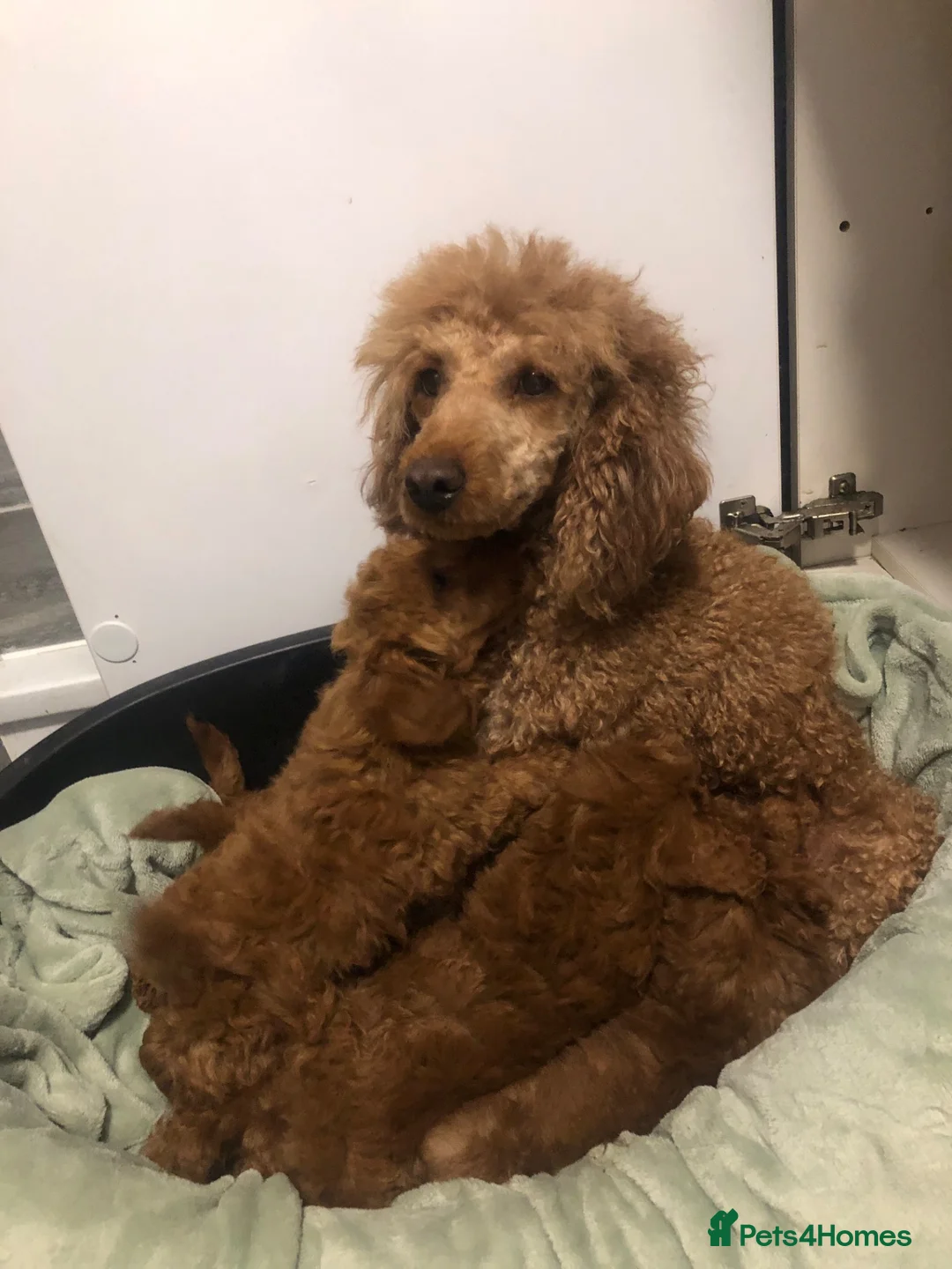 Mixed Breed dogs for sale: 🐕🐾Adventures of our loving poodles 🐾🐕 - Advert 2