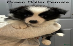 Border Collie dogs for sale: 6 Beautiful B&W & Merle Border Collie Puppies 🐶  - Image 6