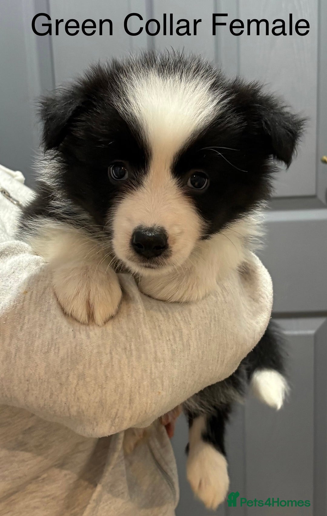 Border Collie dogs for sale: 6 Beautiful B&W & Merle Border Collie Puppies 🐶  - Image 6