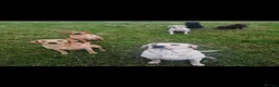 Labrador Retriever dogs for sale: Labrador puppies from a 5 Star License Breeder  - Advert 13