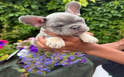 French Bulldog dogs for sale: French bulldog puppies ready now. - Image 7