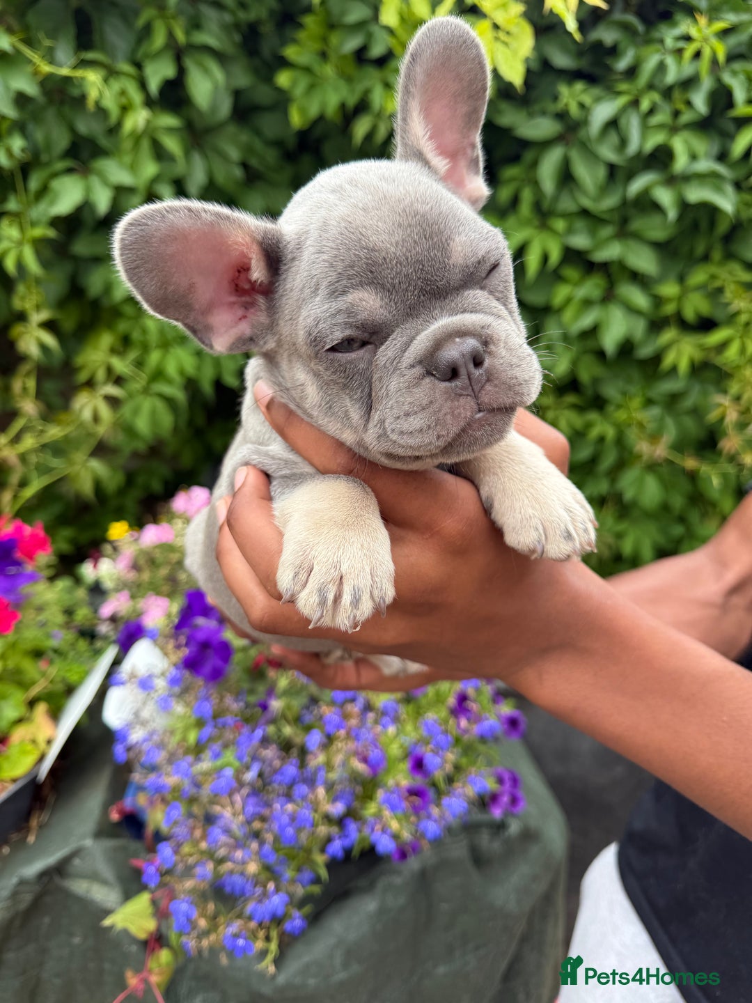 French Bulldog dogs for sale: French bulldog puppies ready now. - Image 7