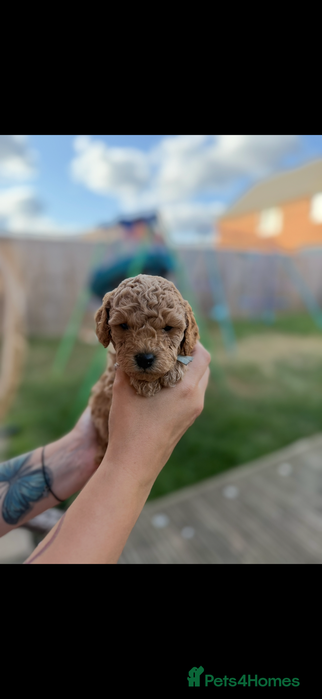Cavapoo dogs for sale: 1 beautiful curly haired toy poodle boy - Image 5