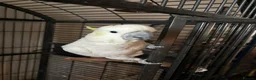 Cockatoo birds for sale: Female cockatoo  - Advert 5