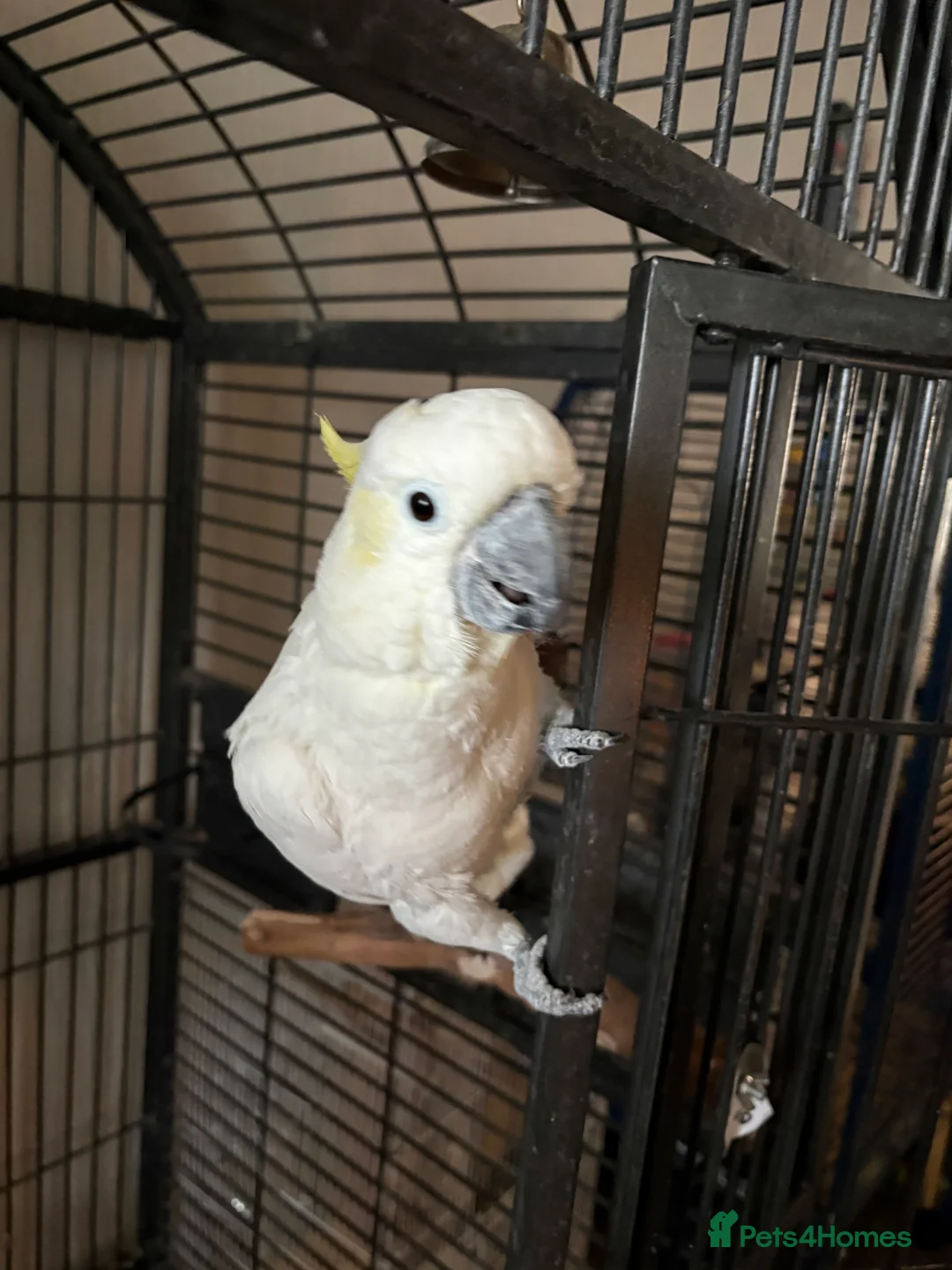 Cockatoo birds for sale: Female cockatoo  - Advert 5