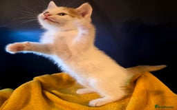 Mixed Breed cats for sale: SweetPlayfulKitten–Socialised with Dog 😻 - Image 4