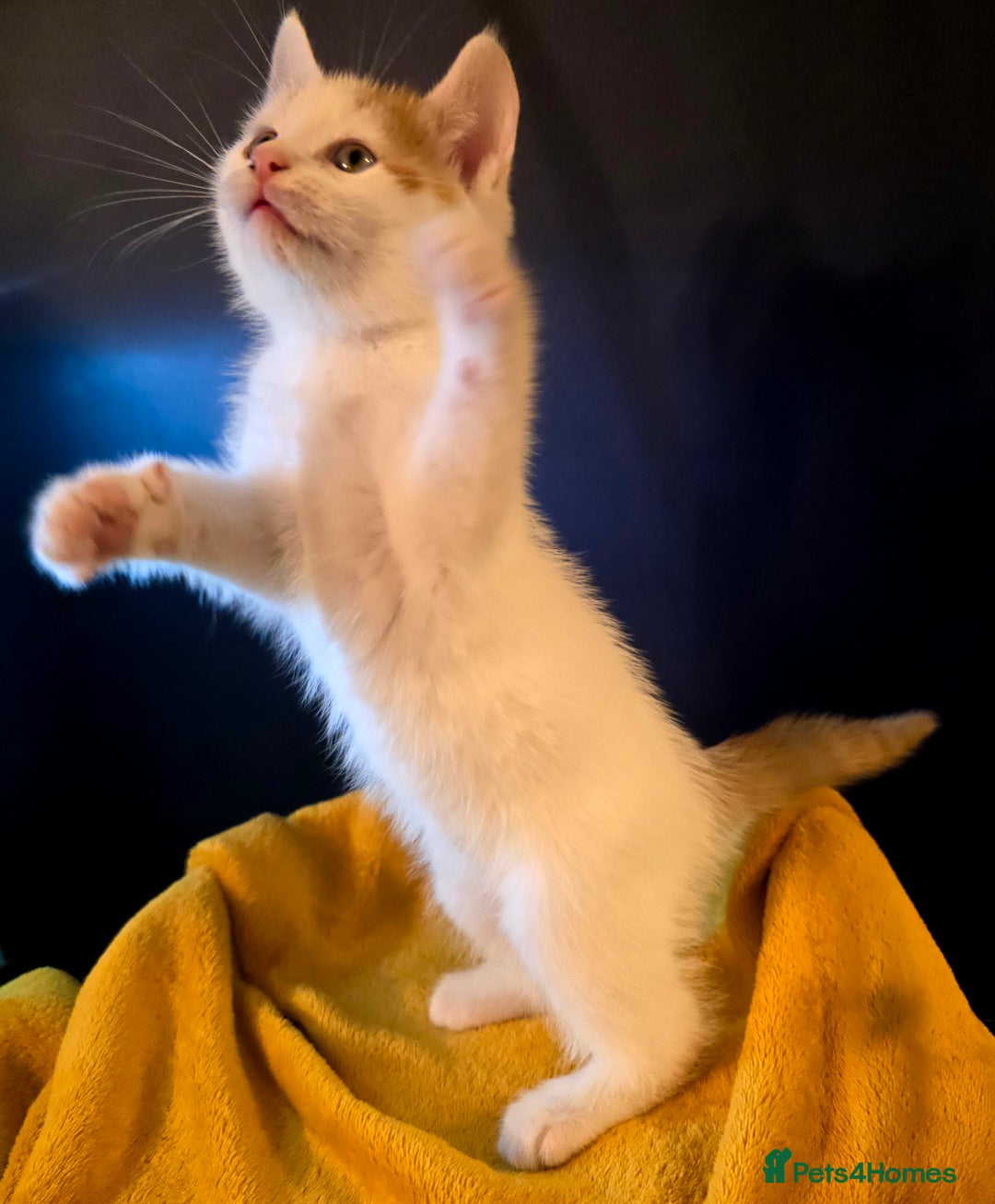 Mixed Breed cats for sale: SweetPlayfulKitten–Socialised with Dog 😻 - Image 4