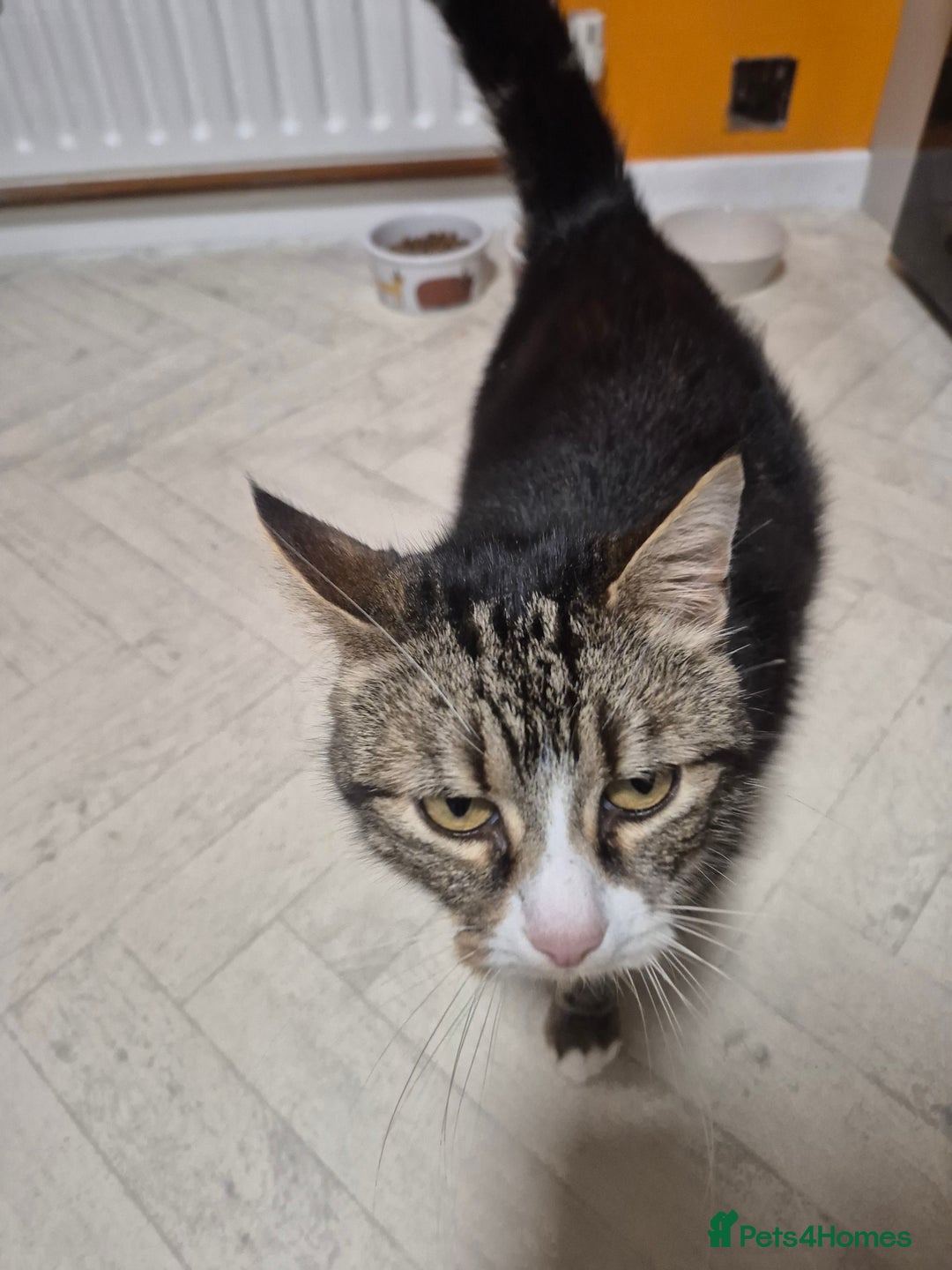 Mixed Breed cats for sale: Bella 8.5 year old cat female  - Advert 4