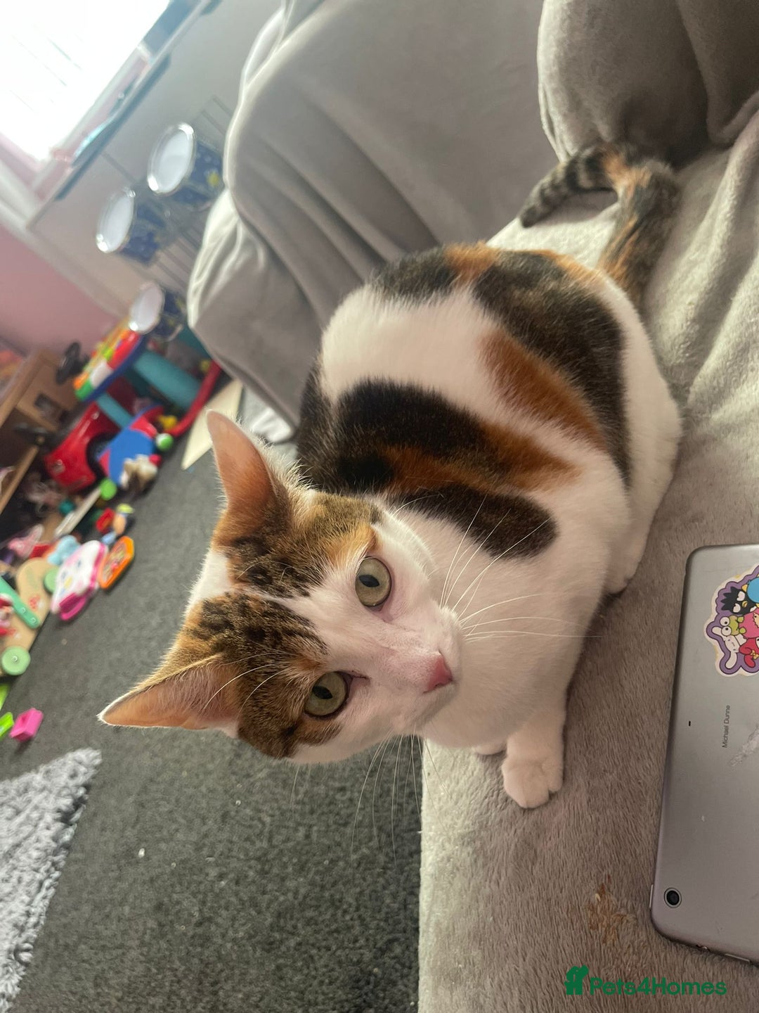 Mixed Breed cats for sale: Female cat - Image 1