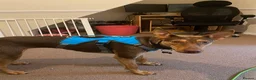 Mixed Breed dogs for adoption: Could You Be the One Valentina Needs? in Ipswich - Advert 4