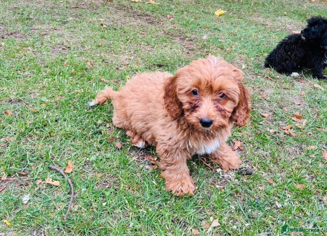 Shih Tzu dogs for sale: Shih Tzu Puppies  - Image 3