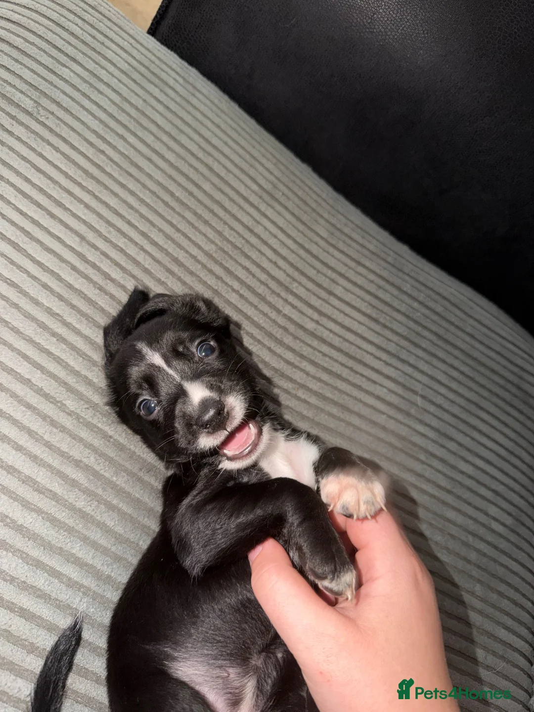 Mixed Breed dogs for sale: Bocker puppies (Beagle x Sprocker Spaniel)  - Advert 18