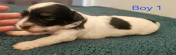 Havanese dogs for sale: Stunning Havanese Puppies - Advert 8