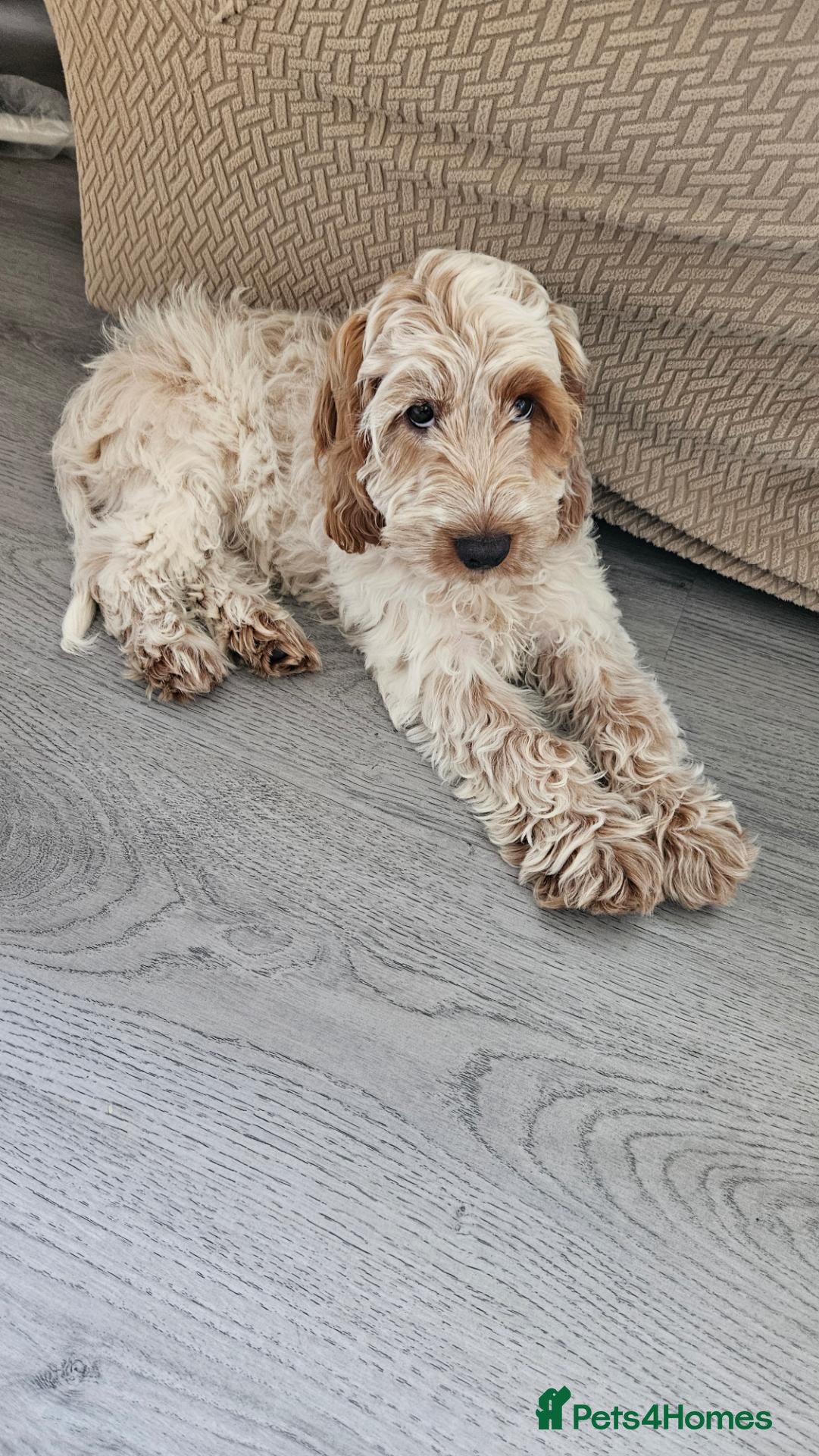 Cockapoo dogs Beautiful lemon and white cockapoo - Advert 11