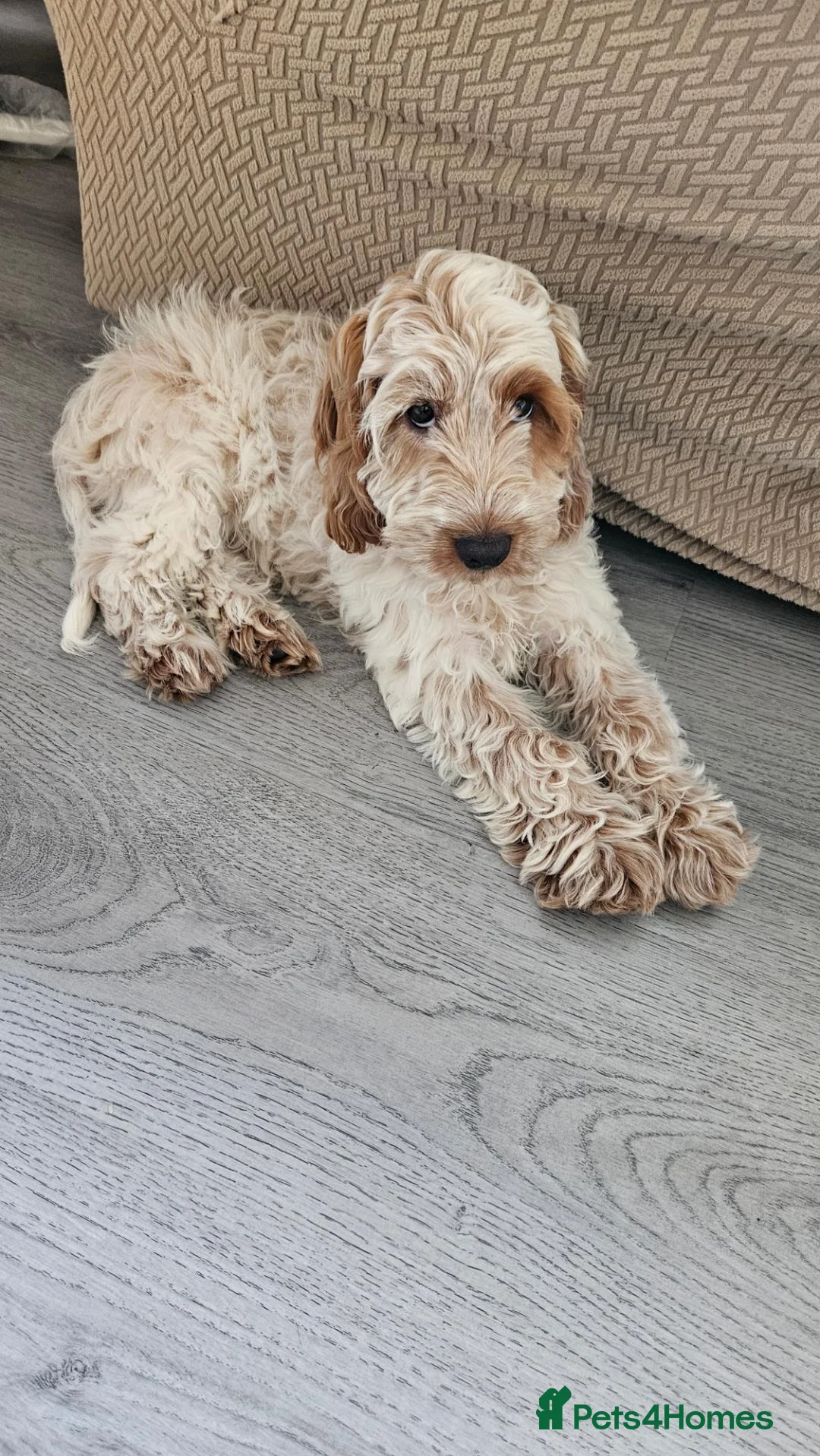 Cockapoo dogs for sale: Beautiful lemon and white cockapoo - Advert 1