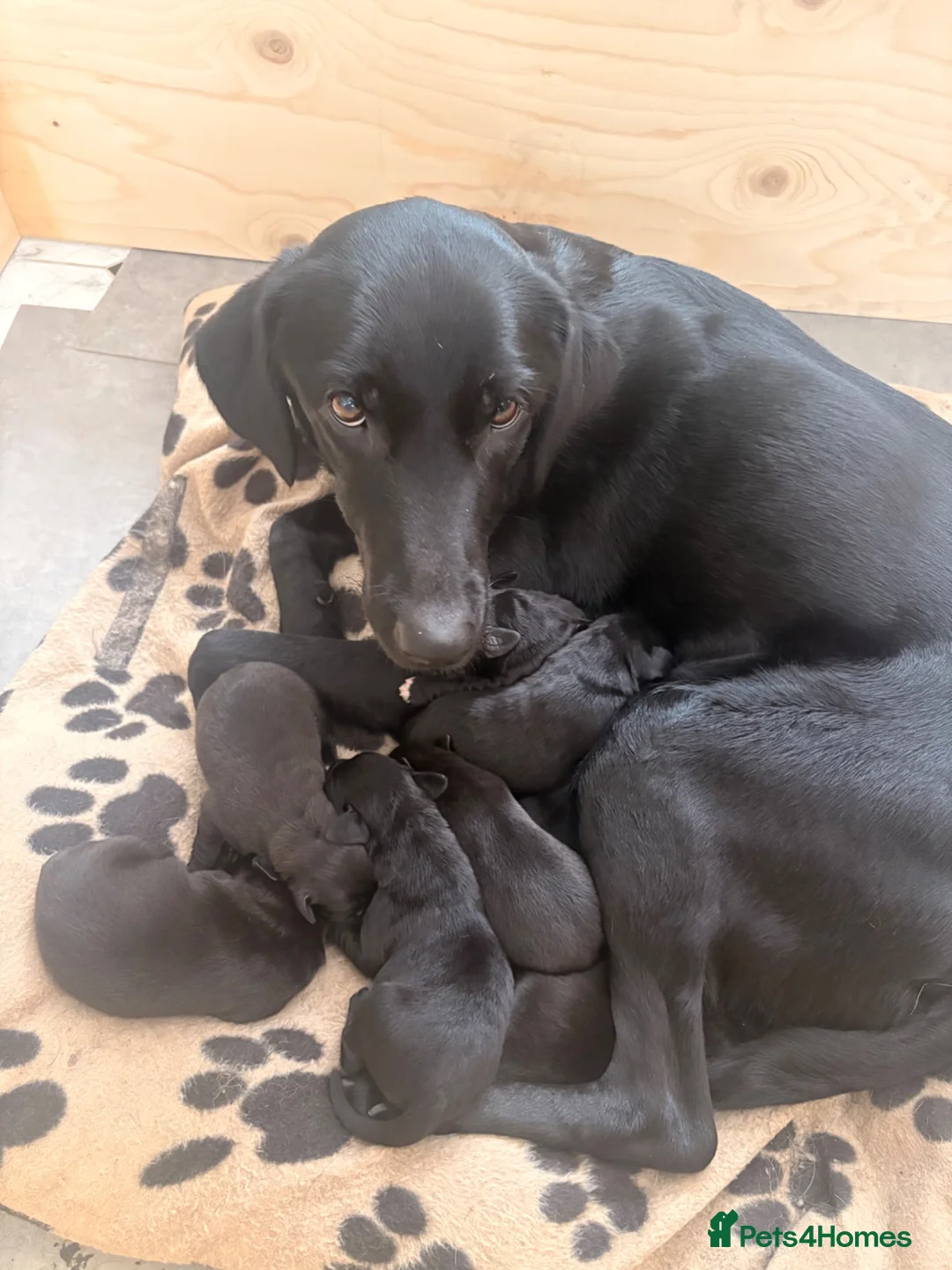 Mixed Breed dogs for sale: Labernard Puppies - Advert 1