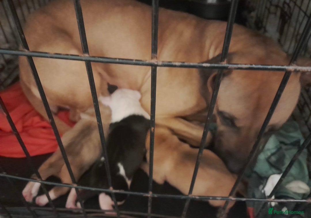 Staffordshire Bull Terrier dogs for sale: Staffordshire bull terrier pups - Advert 3