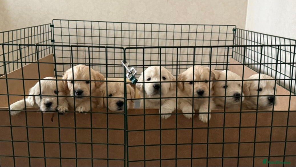 Golden Retriever dogs Golden Retriever Puppies - Advert 1