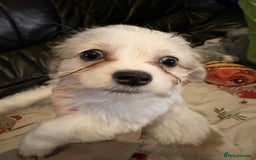Mixed Breed dogs for sale: stunning little chishi  - Image 4