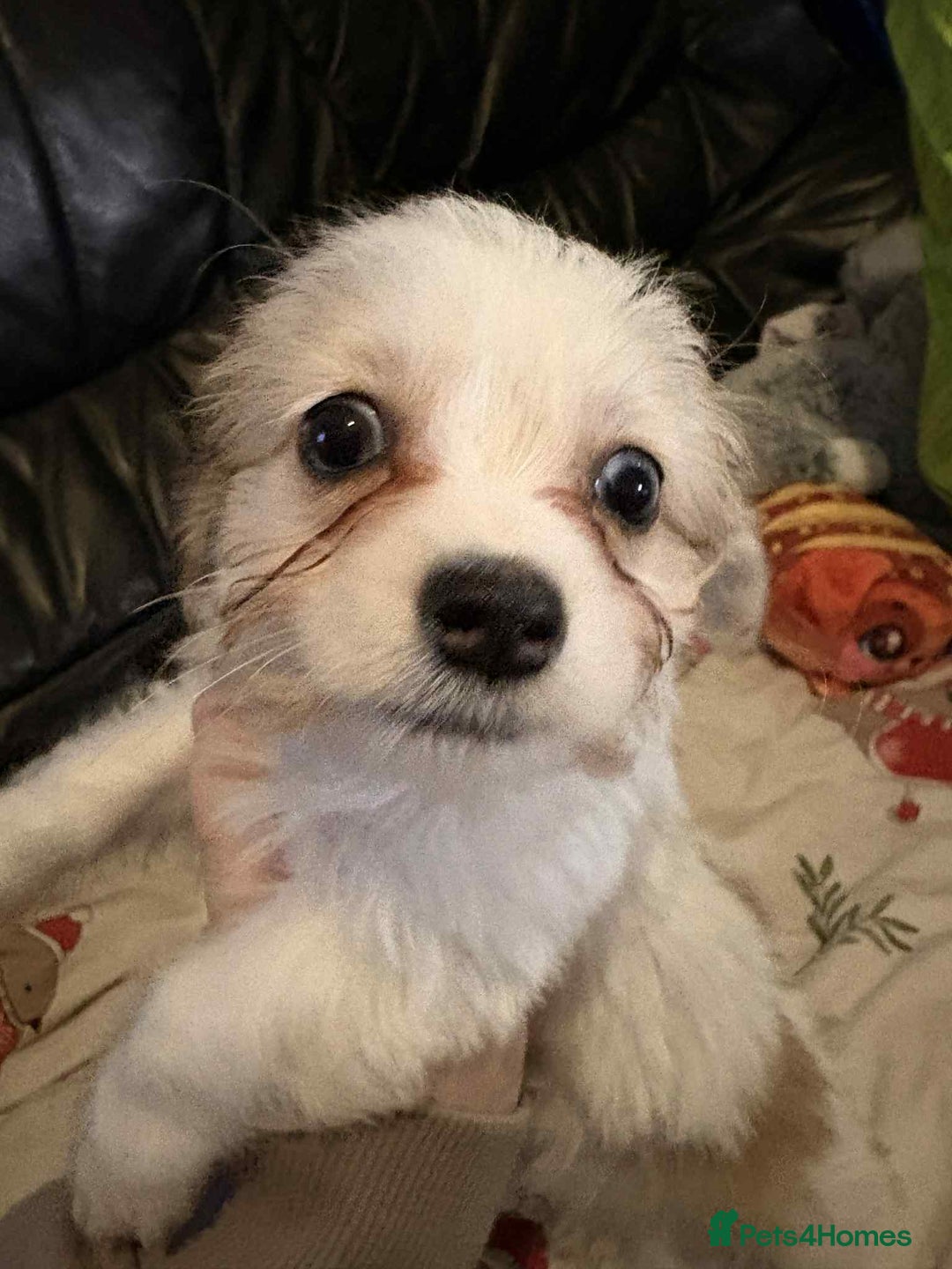 Mixed Breed dogs for sale: stunning little chishi  - Image 4