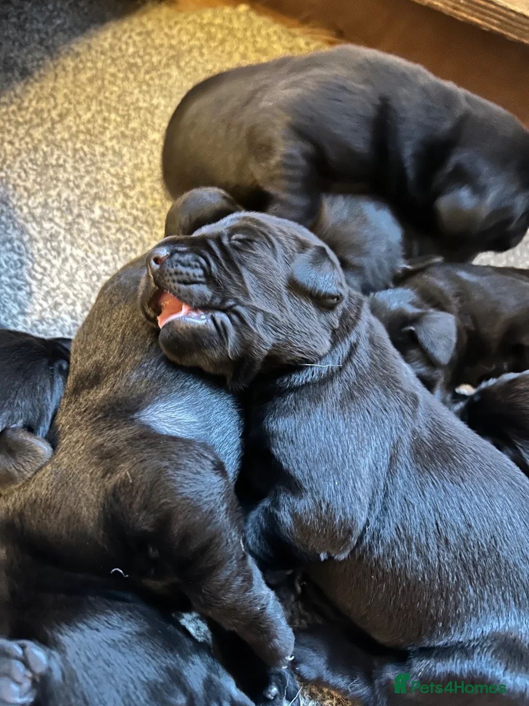 Labrador Retriever dogs for sale: Silver Labrador puppies in Stoke-on-Trent - Advert 9