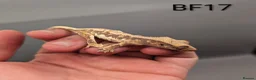 Gecko reptiles for sale: Tri Colour Lily White Crested Gecko CB26 - Advert 1
