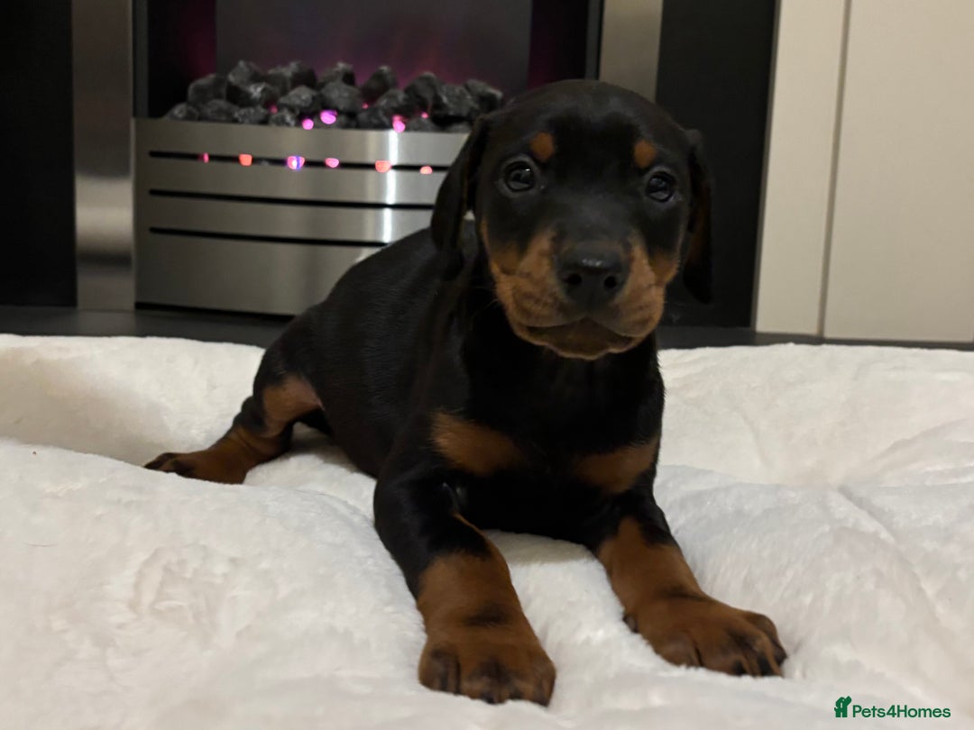 Dobermann dogs for sale: Stunning KC Dobermans champion bloodlines  - Advert 37