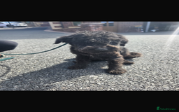 Miniature Schnauzer dogs for sale: Miniature schnauzer  - Image 5