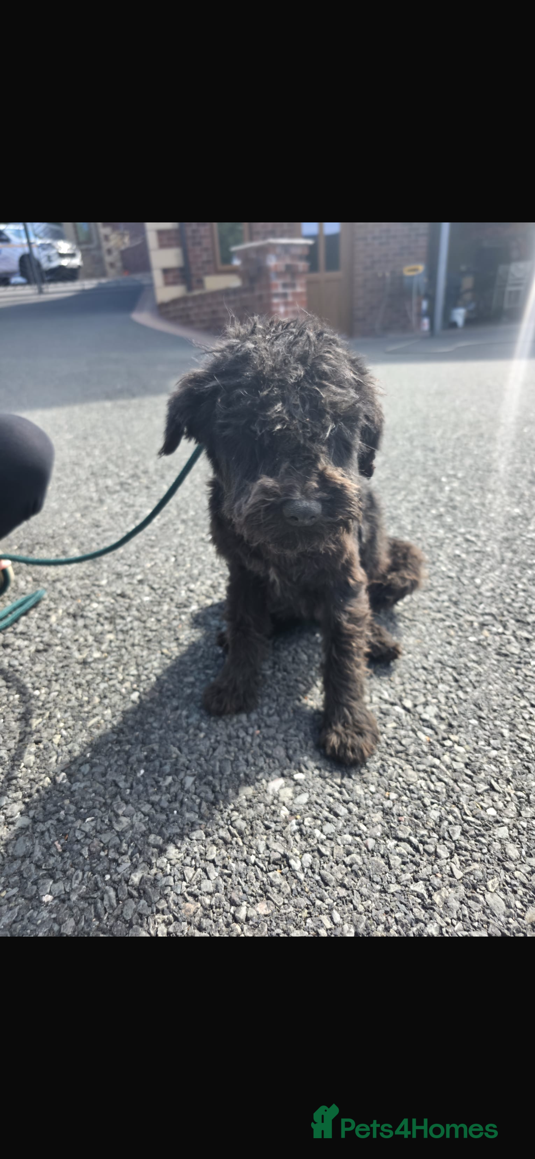 Miniature Schnauzer dogs for sale: Miniature schnauzer  - Image 5