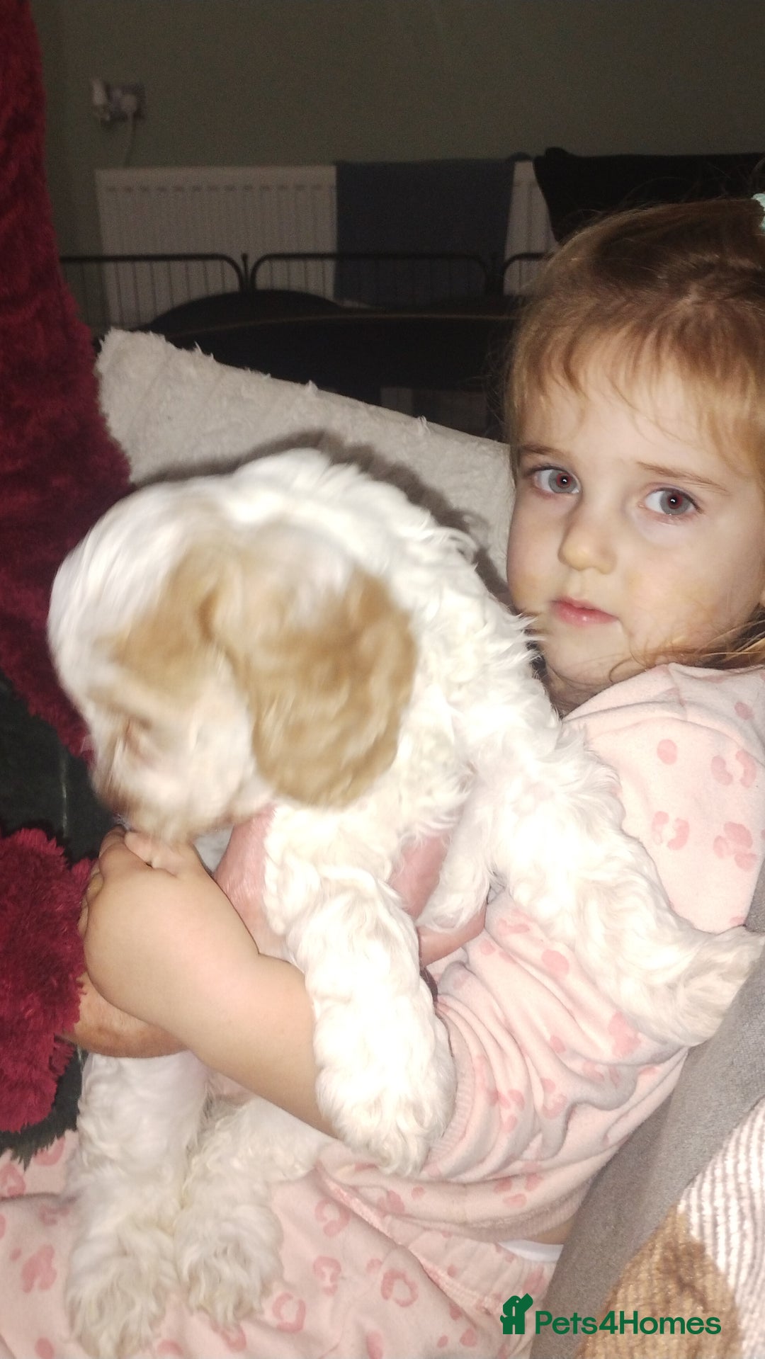 Cockapoo dogs for sale: Cockapoo puppies - Advert 10