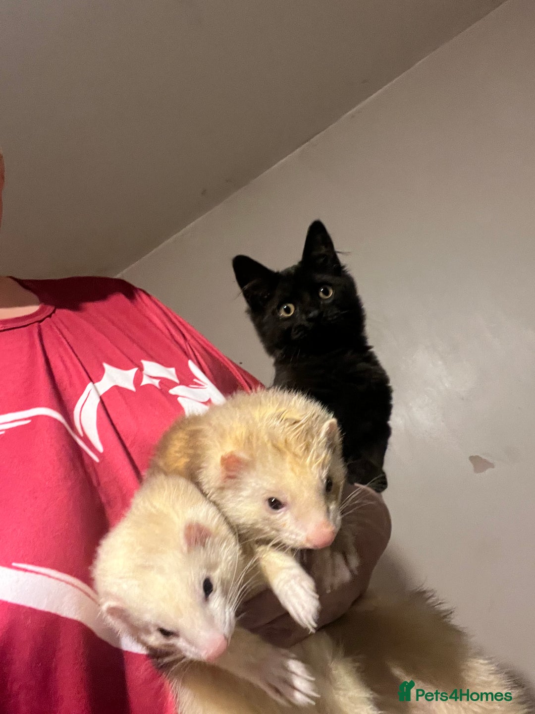 Ferret rodents for sale: 2 ferrets - Advert 5