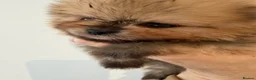 Pomeranian dogs for sale: Kc pomeranian puppies  - Advert 6