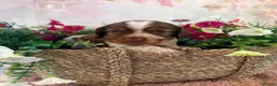 Mixed Breed dogs for sale: F1BB ENGLISH SHOW TYPE COCKERPOOS in Waterlooville - Advert 14