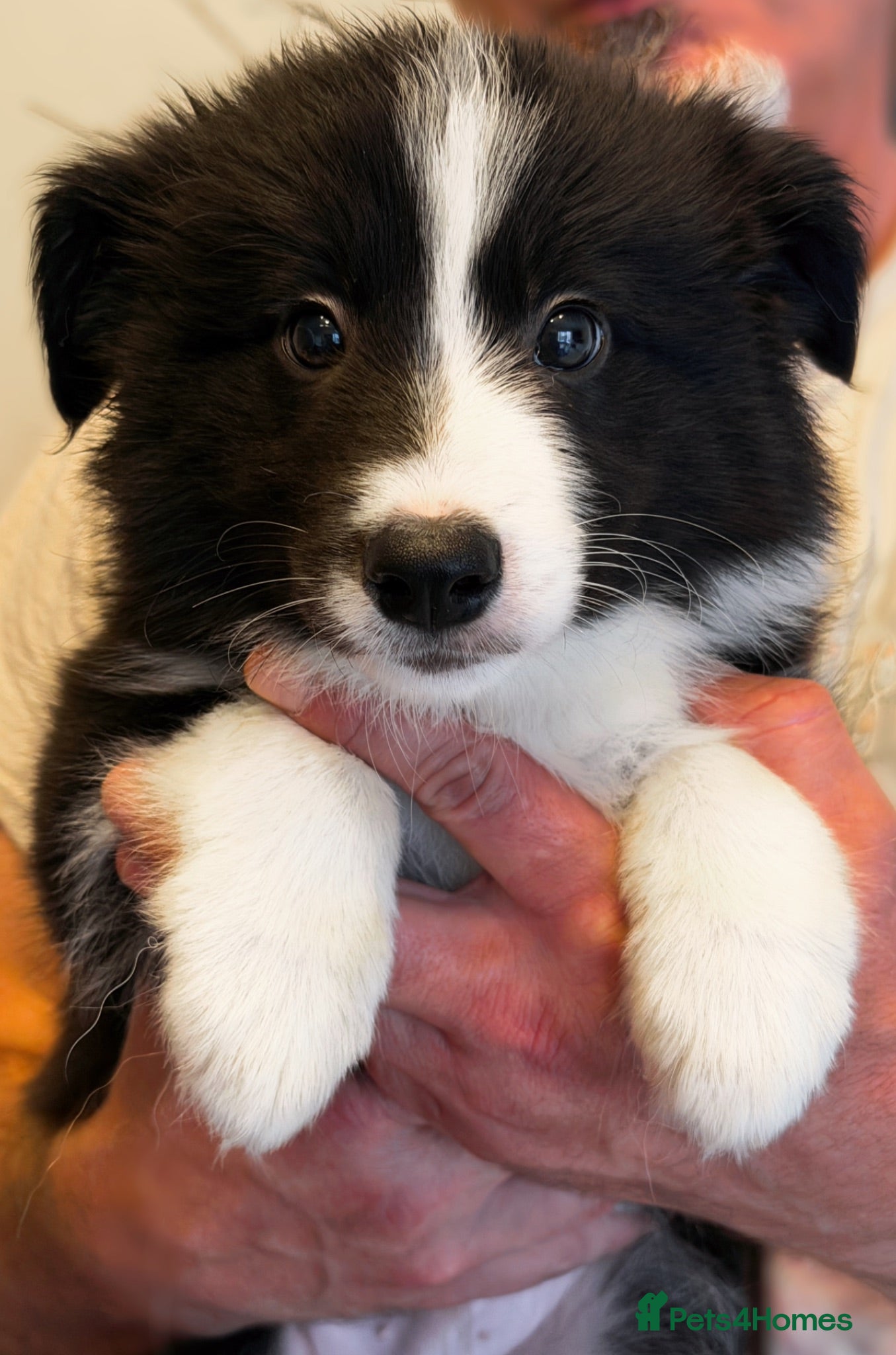 Border Collie dogs Stunning Champion line puppies  - Advert 1