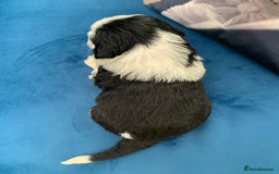 Sheepadoodle dogs for sale: Medium Sheepadoodle Puppies Available  - Image 13