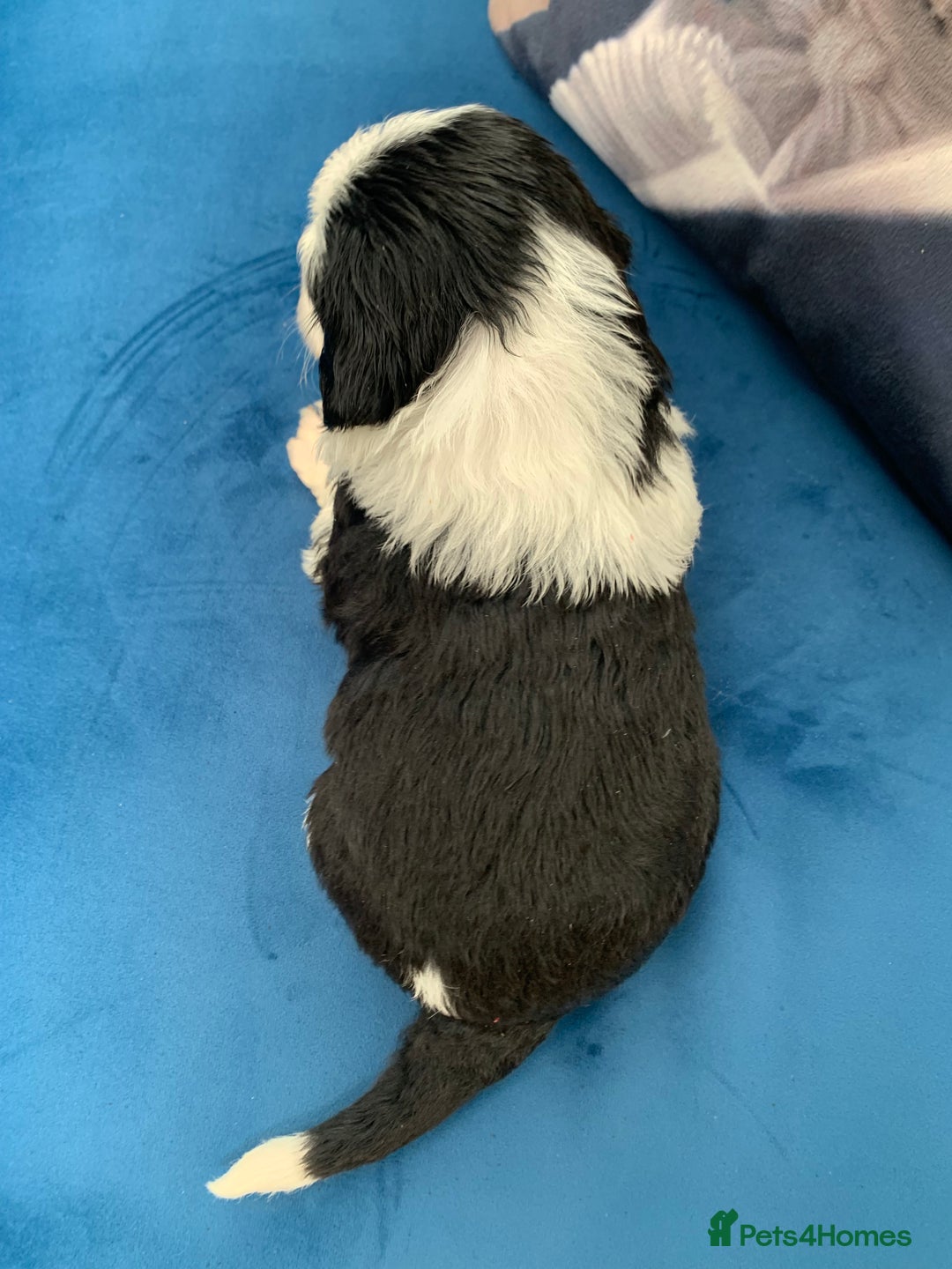 Sheepadoodle dogs for sale: Medium Sheepadoodle Puppies Available  - Image 13