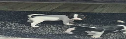 Jack Russell dogs for sale: Beautiful Jack Russell Puppies - Advert 3