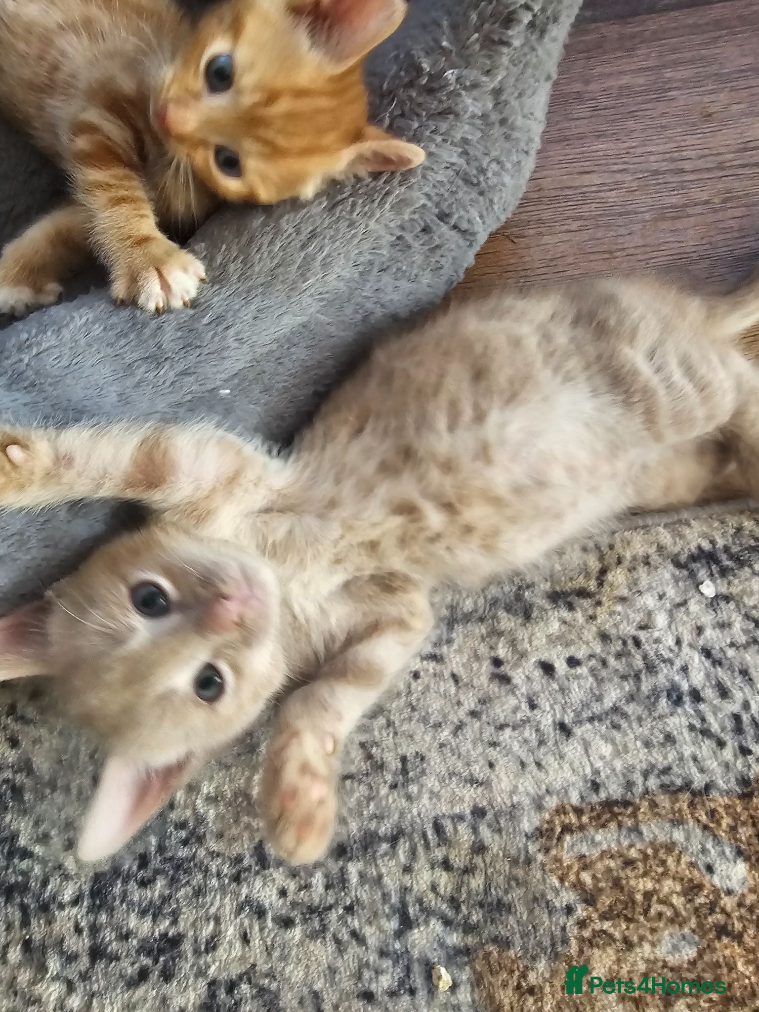 Mixed Breed cats 🐾 Gorgeous Kittens Available for Reservation 🐾 - Advert 2