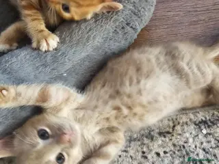 Mixed Breed cats 🐾 Gorgeous Kittens Available for Reservation 🐾 - Advert 12