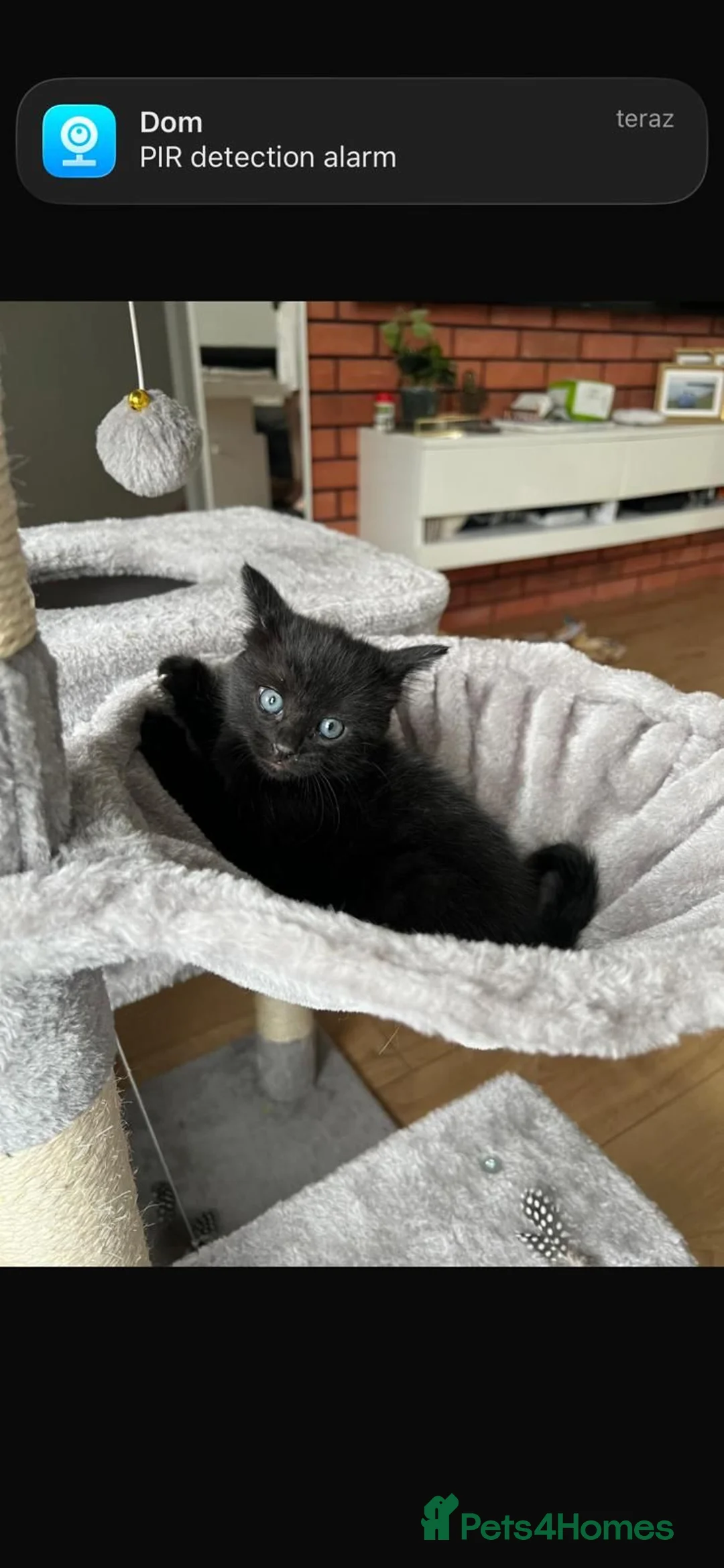 Mixed Breed cats for sale: Three adorable kittens looking for a loving home - Advert 13