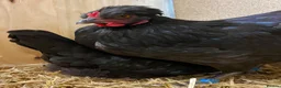 Chickens poultry for sale:  Stunning Green Egg Layers  - Advert 5