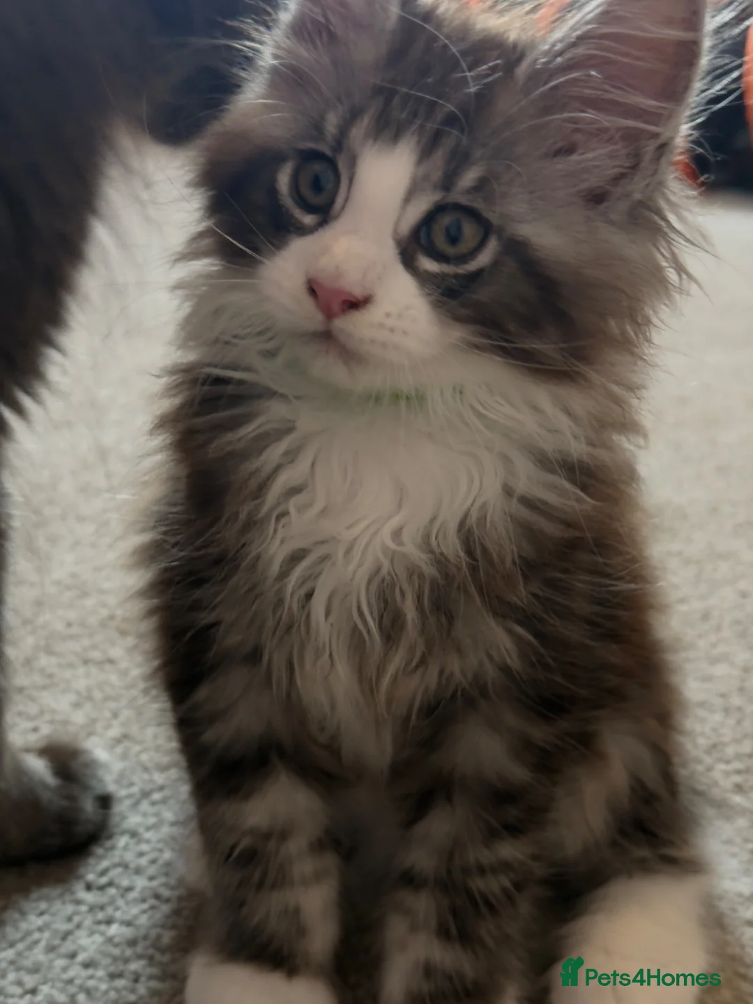 Maine Coon cats for sale: Maine Coon kittens XXL - Advert 1