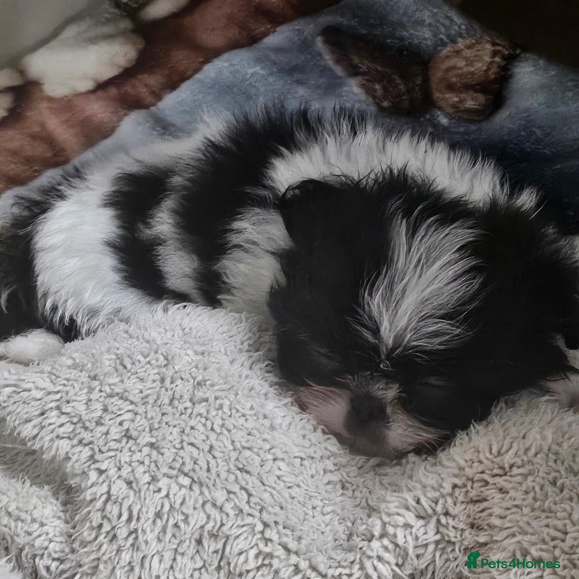 Mixed Breed dogs for sale: Shihpoms - Advert 1