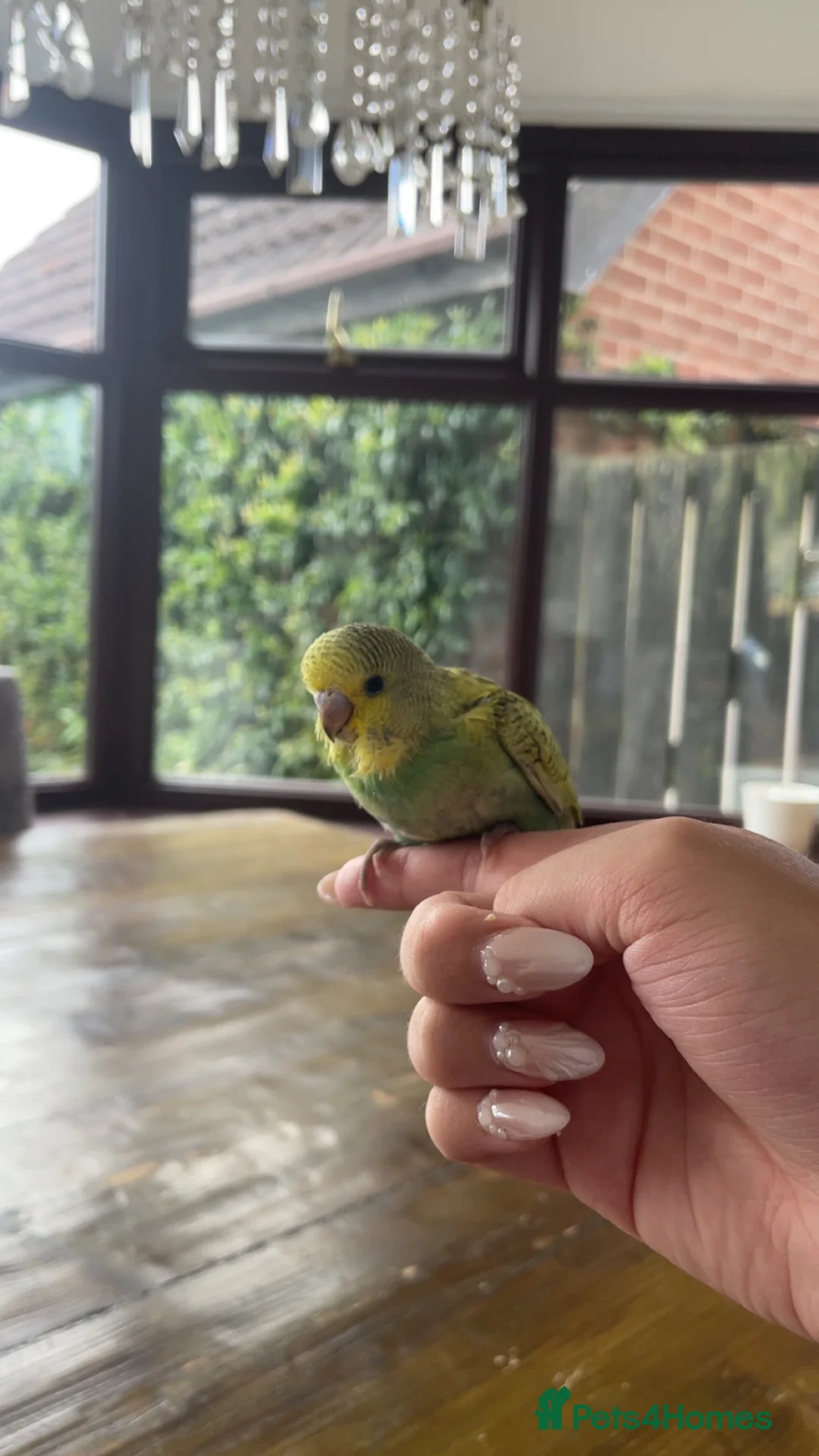 Budgerigars birds for sale: Hand reared baby budgie  in Ulceby - Advert 2